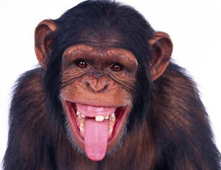 laughing-chimp.jpg