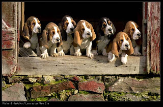 puppies.jpg