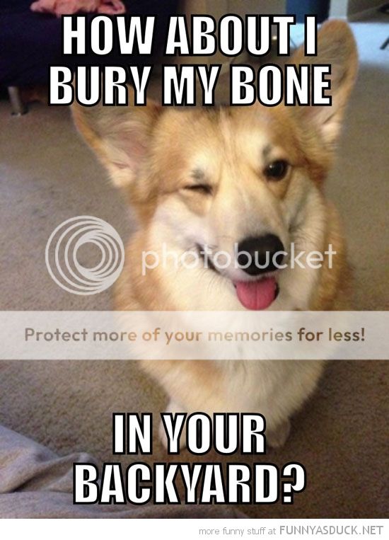 funny-bury-bone-back-yard-kinky-dog-corgi-winking-pics_zpsvbrffoai.jpg
