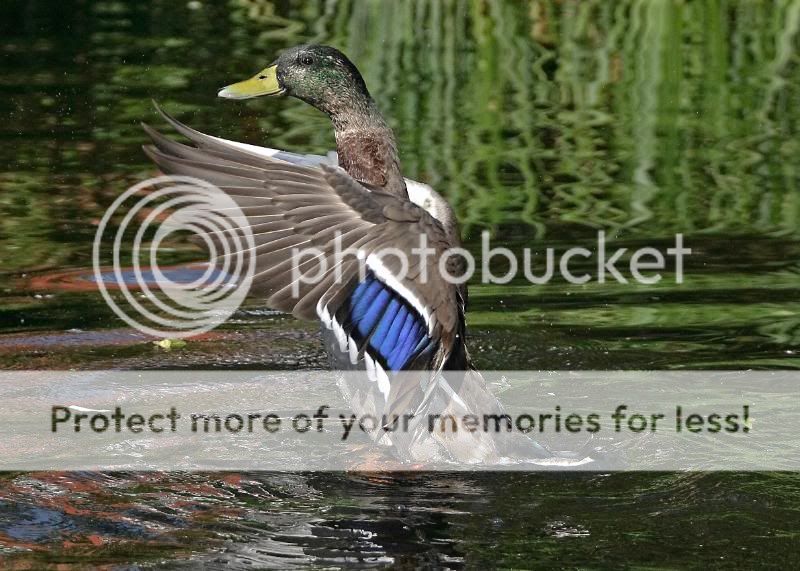 duckss.jpg