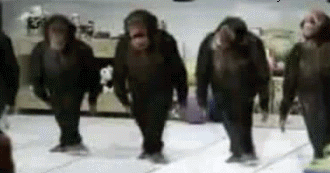 Animated-gif-River-Dance-chimps-moving-picture.gif