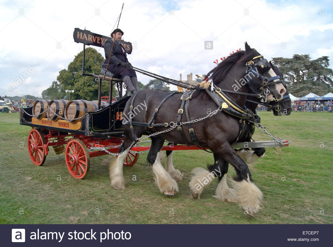 harveys-shire-horses-with-a-dray-cart-credit-scott-carruthersala.jpg