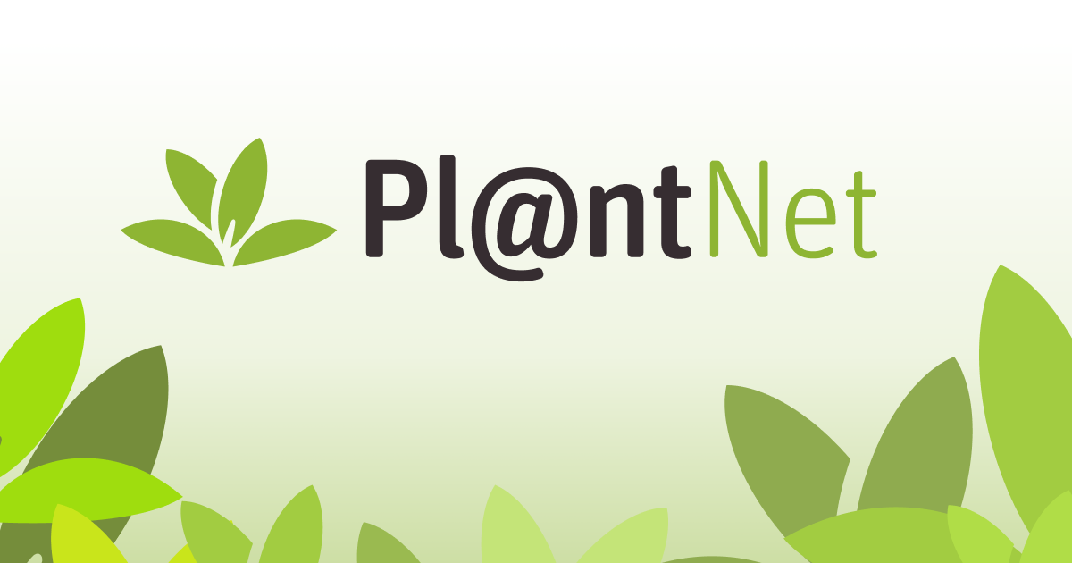 identify.plantnet.org